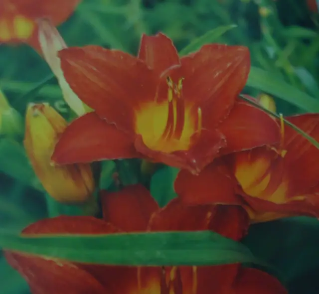 plantas-inteligencia plantas-inteligencia