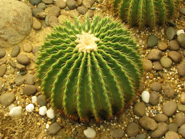 cactus cactus