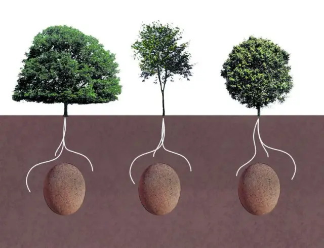 Capsula Mundi salva la vida de un árbol