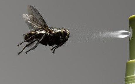 Como preparar un repelente natural para eliminar insectos ¿ Cómo preparar un repelente natural efectivo para eliminar insectos ?