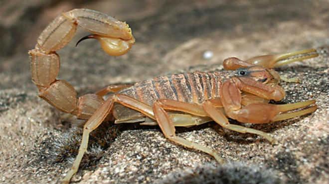 alacranes como evitarlos