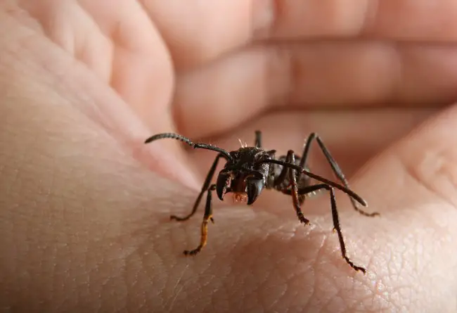 Repelentes caseros eficaces para las hormigas