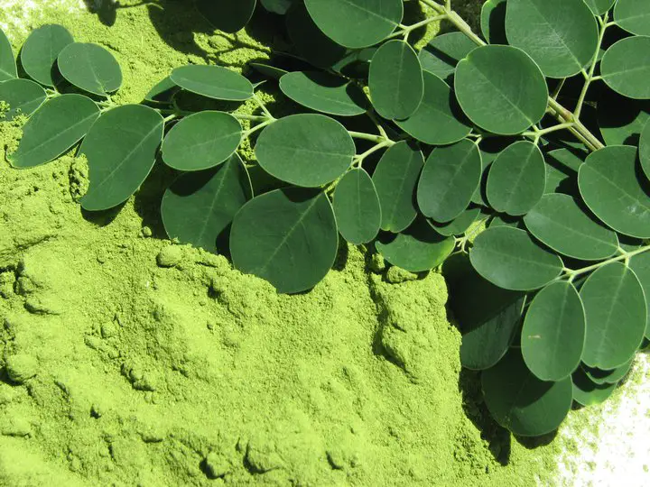 moringa propiedades