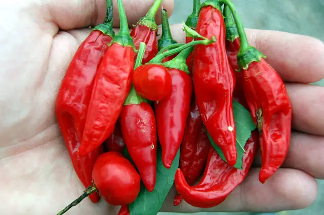 capsaicina capsaicina