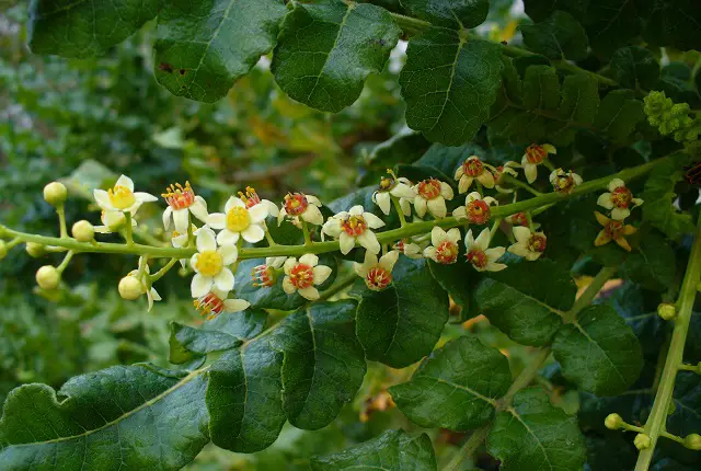 boswellia boswellia