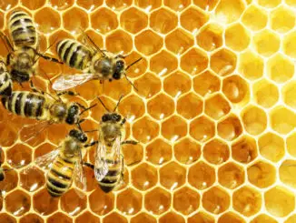 ¿Cómo son las abejas obreras?