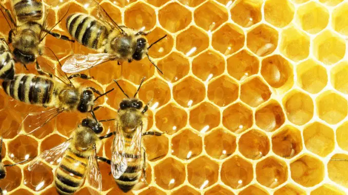 ¿Cómo son las abejas obreras?