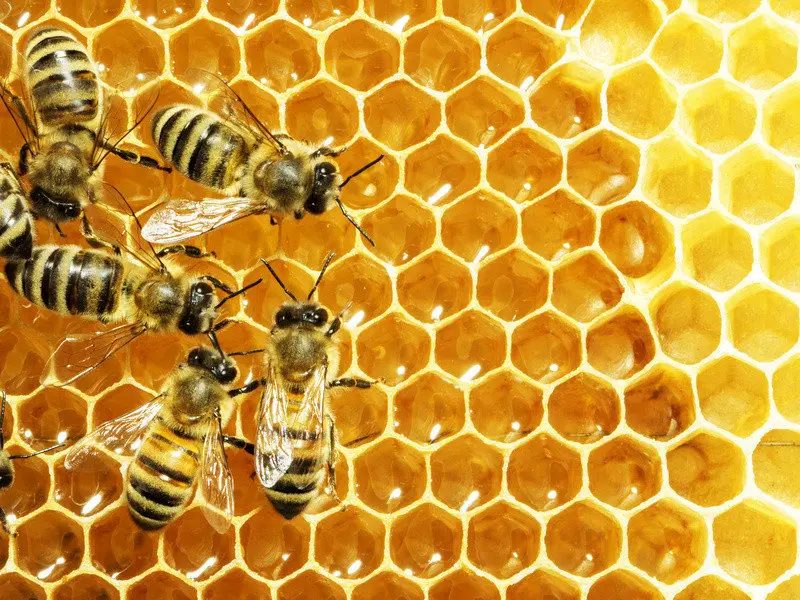 Ellos Alexander Graham Bell árabe Cómo son las abejas obreras? - Curiosidades