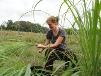 Usos y virtudes del lemon grass