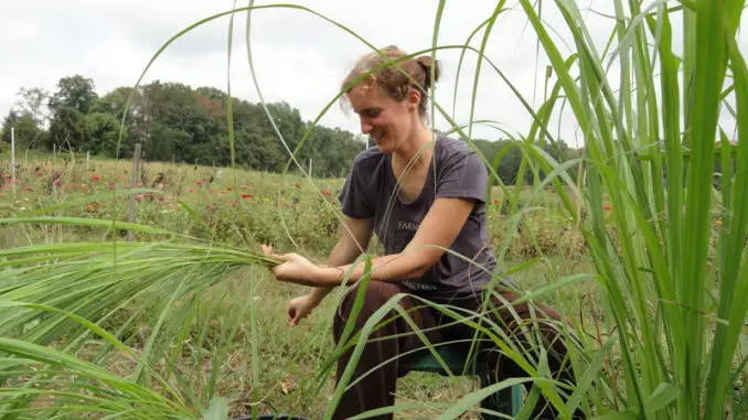 Usos y virtudes del lemon grass