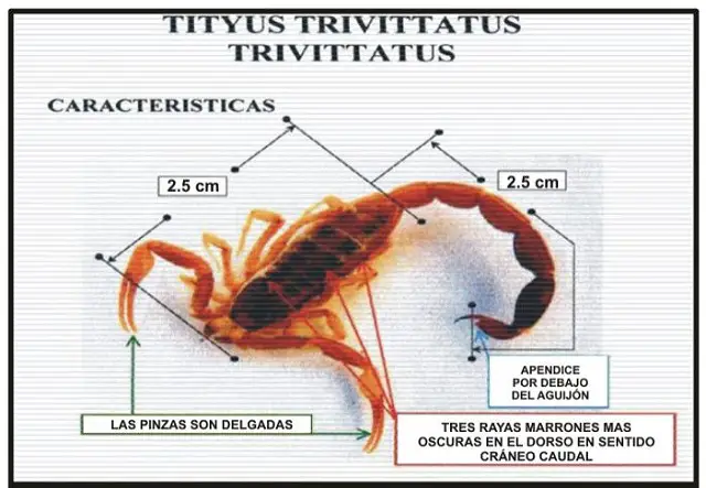 Cómo identificar un alacrán