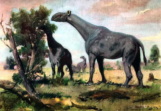 #4 Indricotherium