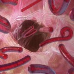 6 ideas falsas que se tienen sobre el virus del Ébola