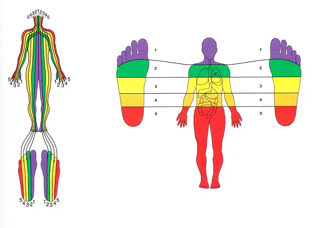 Esta técnica terapéutica se basa en la estimulación manual de los llamados puntos y zonas reflejas