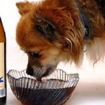 2 Cerveza para perros