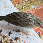 La conmovedora recuperación de un polluelo moribundo en 3 6 días