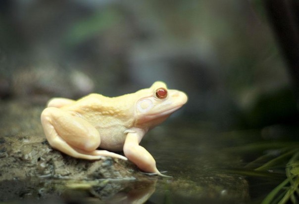 Los 10 animales albinos más sorprendentes 9 10. Rana Albina
