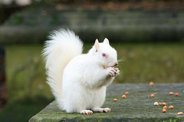 Los 10 animales albinos más sorprendentes 1 2. Ardilla Albina