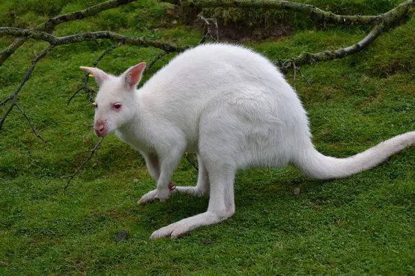 Los 10 animales albinos más sorprendentes 2 3. Canguro Albino