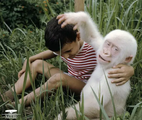 Los 10 animales albinos más sorprendentes 3 4. Gorila Albino