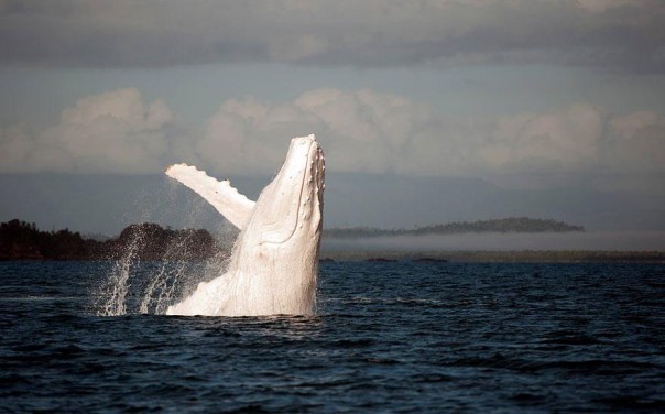 Los 10 animales albinos más sorprendentes 4 5. Ballena Jorobada Albina