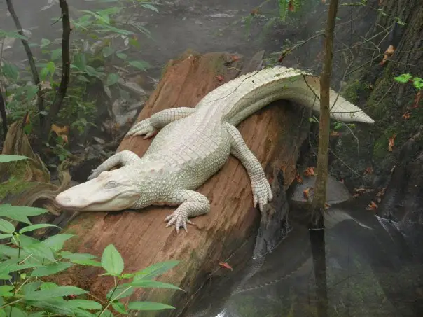Los 10 animales albinos más sorprendentes 5 6. Cocodrilo Albino
