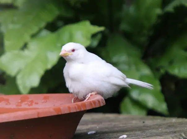 7. Gorrión Albino