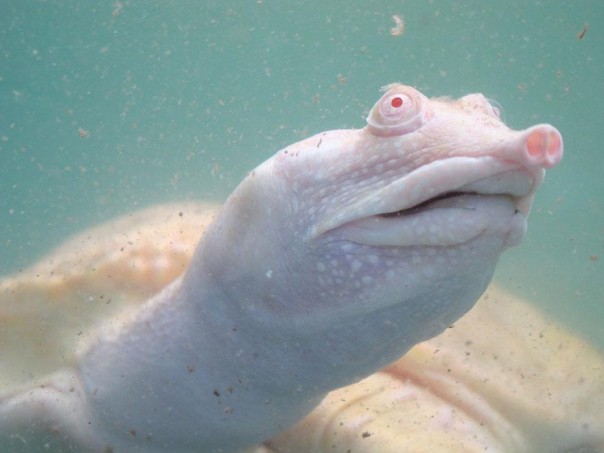 Los 10 animales albinos más sorprendentes 7 8. Tortuga de Concha Blanda Albina