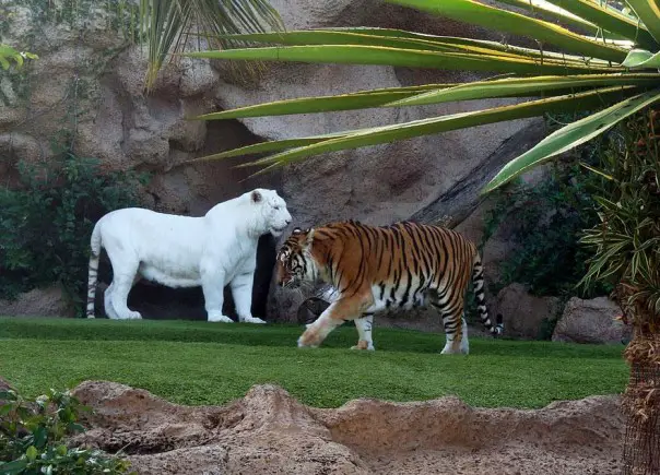 Los 10 animales albinos más sorprendentes 8 9. Tigre Blanco