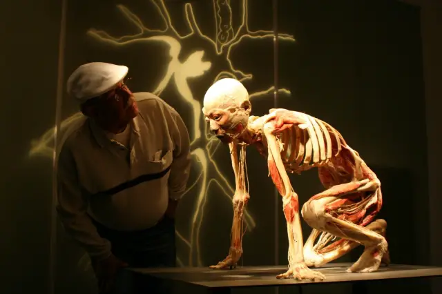 cuerpo-humano