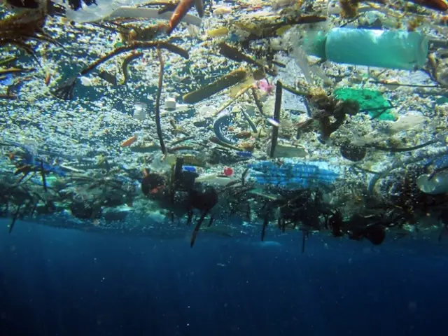 garbage patch