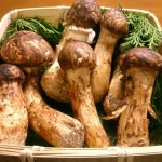 5. Matsutake