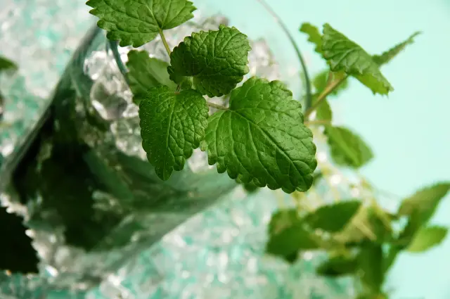 Bebidas alcohólicas “light” (Parte 2) 4 Mojito