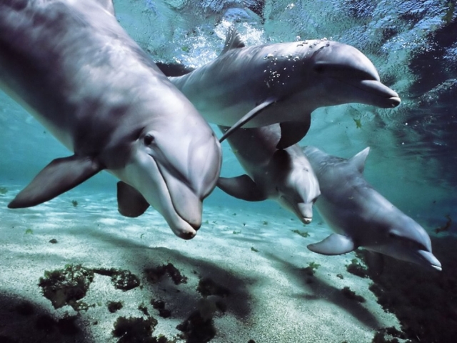 inteligencia en delfin y ballena
