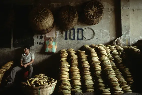 el plátano macho