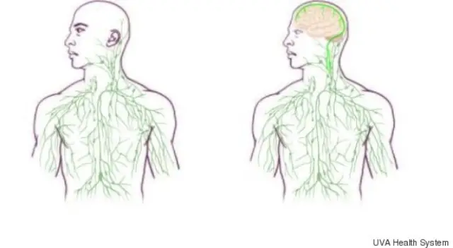 Un viejo mapa del sistema linfático (izquierda), y un nuevo mapa actualizado para reflejar el descubrimiento de los vasos linfáticos del cerebro (derecha).