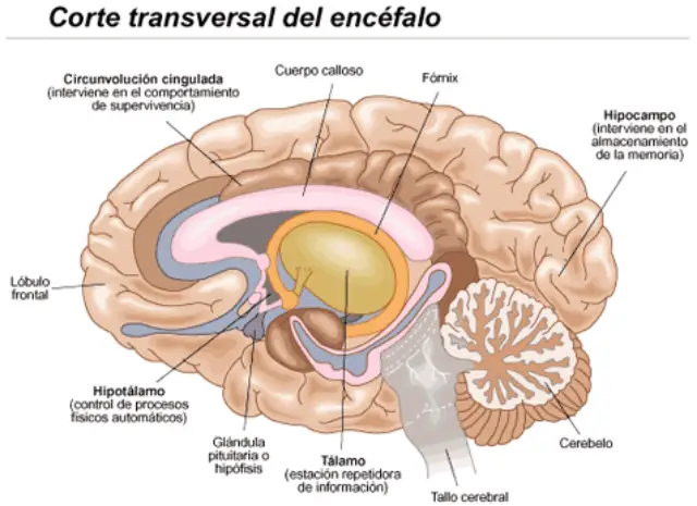 Sistema Límbico