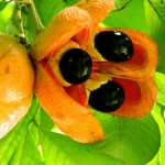 Ackee