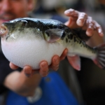 Fugu