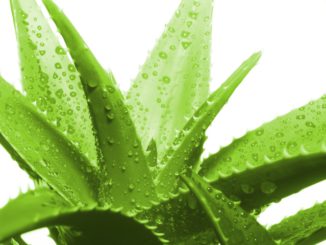 propiedades curativas del aloe vera