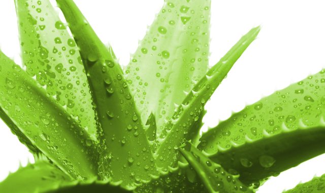 propiedades curativas del aloe vera