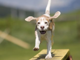 ganar confianza perro mascotas