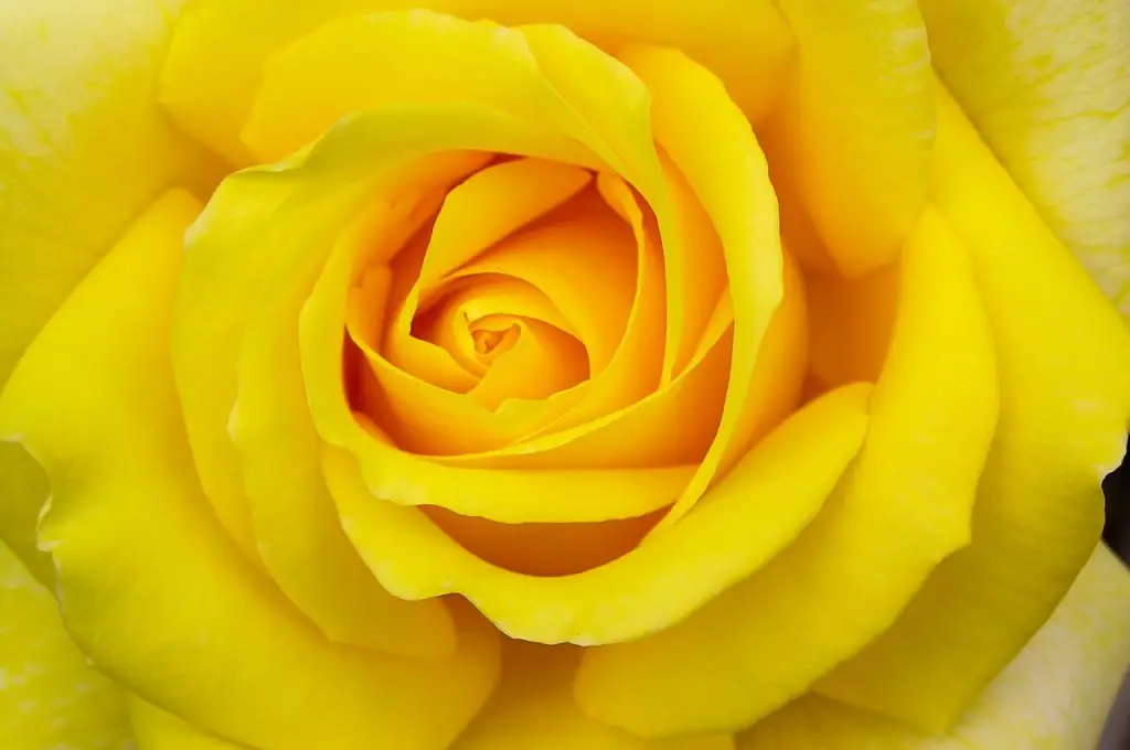 Cinco cosas que podrían traerte mala suerte durante tu boda 1 #4. Llevar rosas amarillas