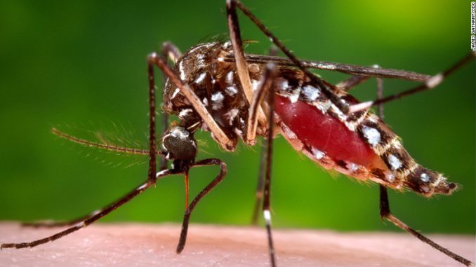 Estrategias sobre cómo prevenir el dengue Estrategias sobre cómo prevenir el dengue
