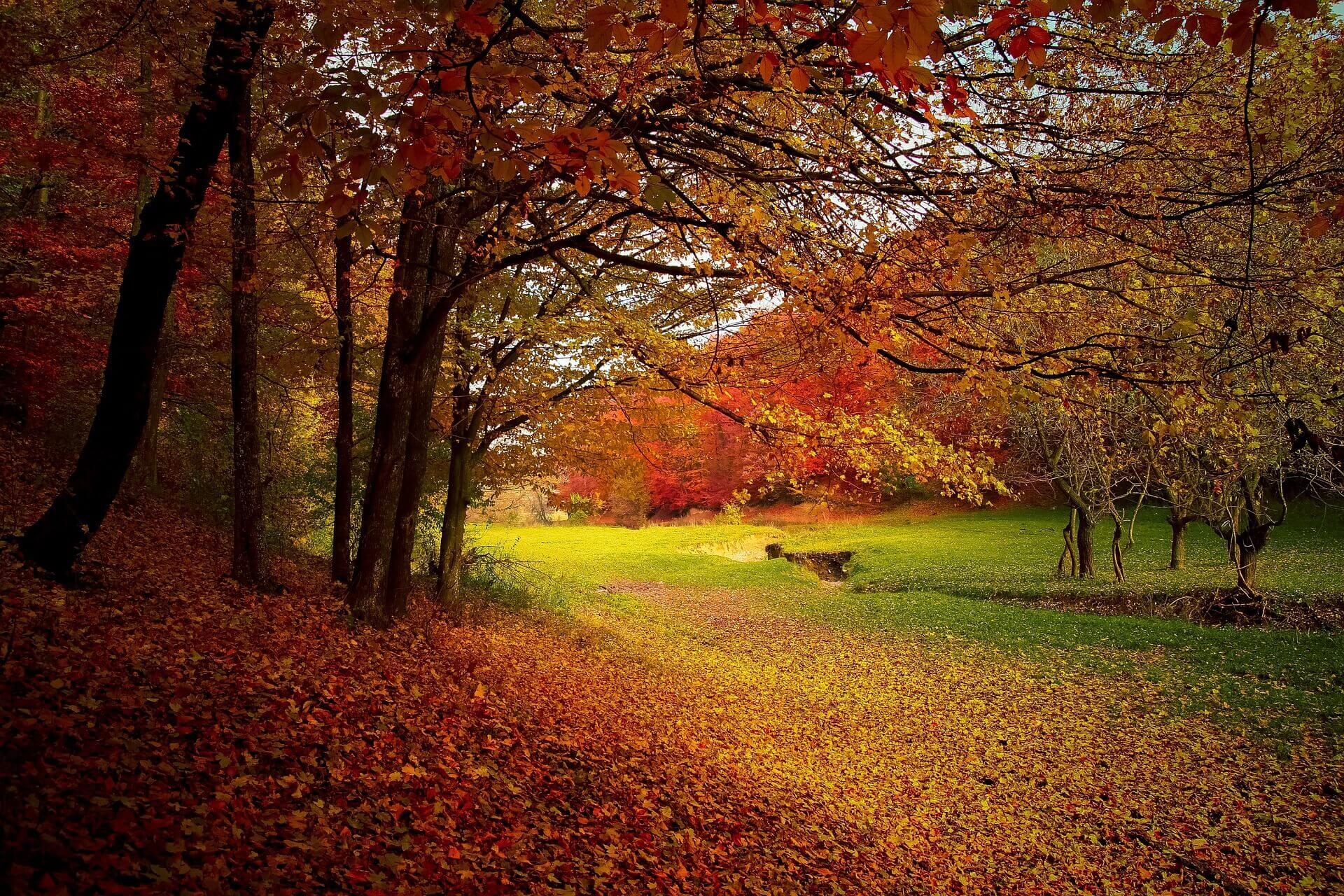 Consejos para ganarle a la depresión del otoño