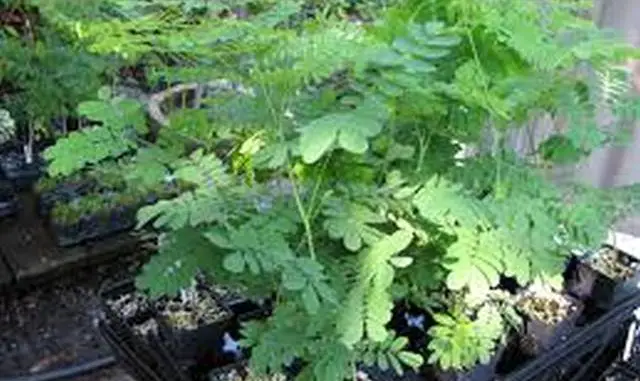 Qué es la moringa