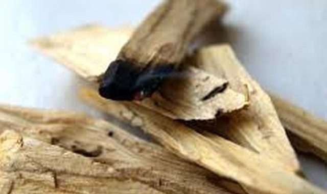 Propiedades del Palo Santo