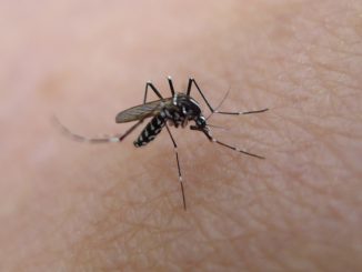 Cinco síntomas inequívocos del virus del Zika