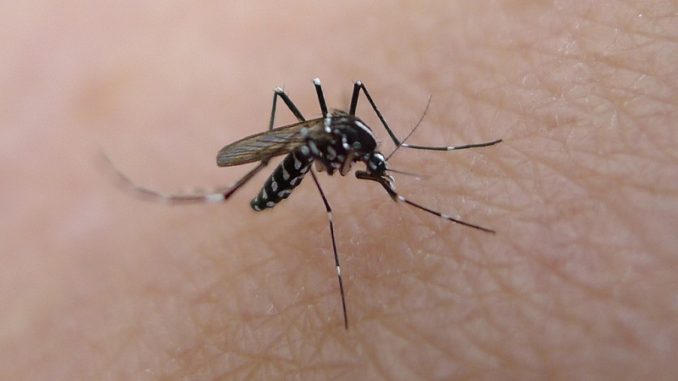 Cinco síntomas inequívocos del virus del Zika