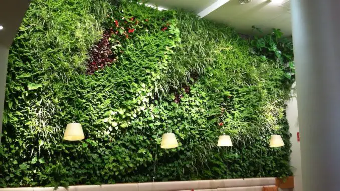 Cinco motivos para tener plantas en la casa Cinco motivos para tener plantas en la casa
